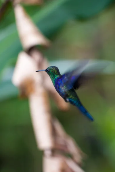 Colibrí en Costa Rica —  Fotos de Stock
