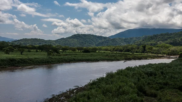 Krokotiilit kohteessa Costa Rica — kuvapankkivalokuva