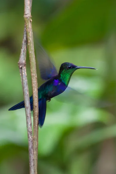 Kolibrie in Costa Rica Stockafbeelding