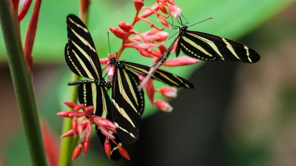 Schmetterlinge in Costa Rica Stockfoto