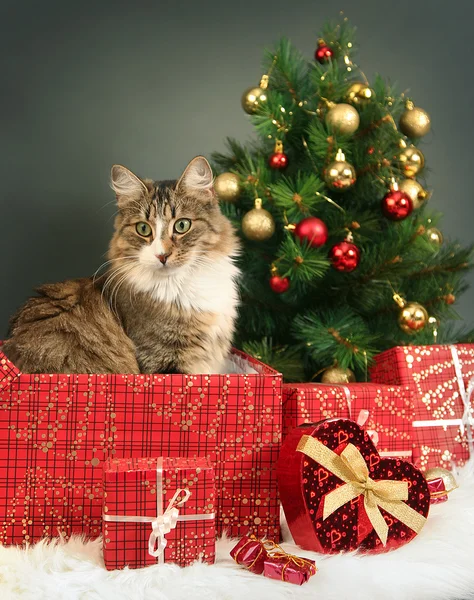 Gatinho bonito — Fotografia de Stock