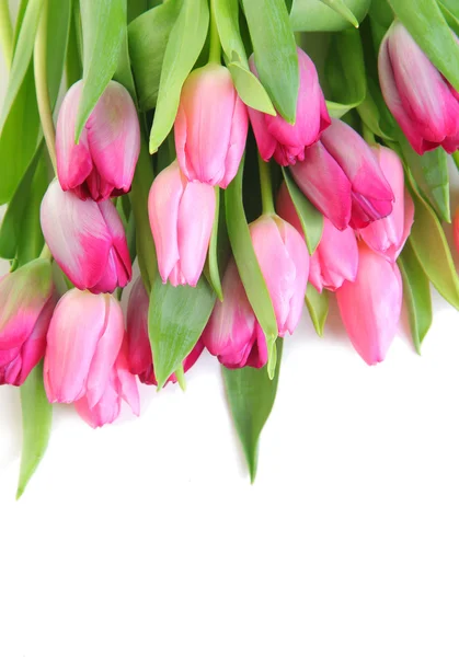 Pink tulips — Stock Photo, Image