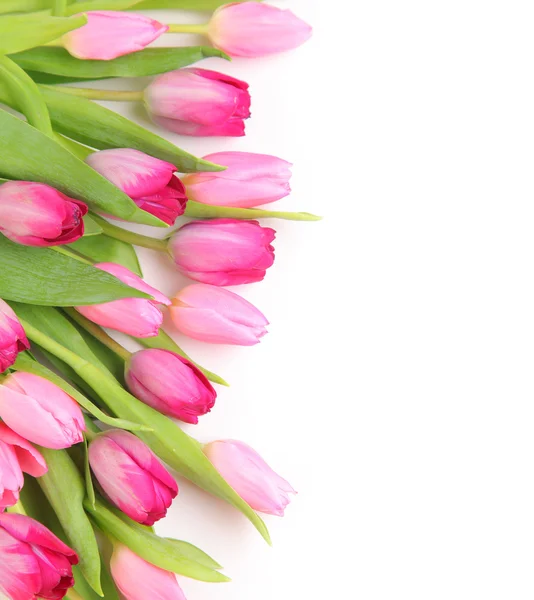 Blank with tulips — Stock Photo, Image