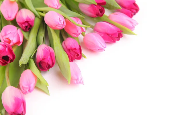 Pink flowers — Stock Photo, Image