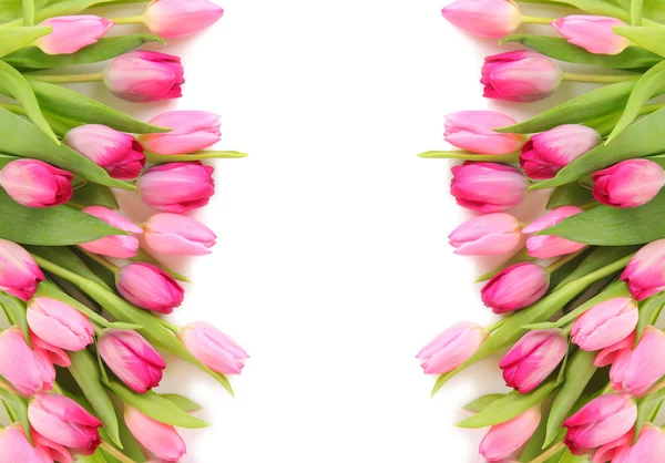 Frische Tulpen — Stockfoto