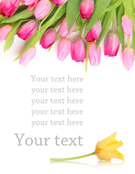 Pink tulips and yellow — Stock Photo, Image