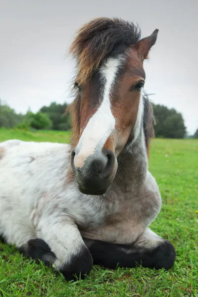 Cavalo — Fotografia de Stock