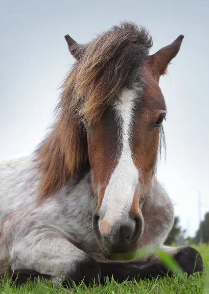 Kůň — Stock fotografie