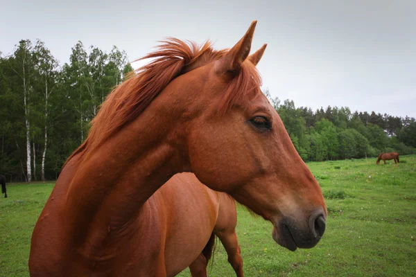 Kůň — Stock fotografie