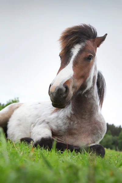 Hest – stockfoto