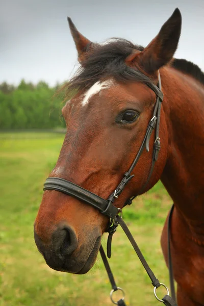 Horse — Stock Photo, Image