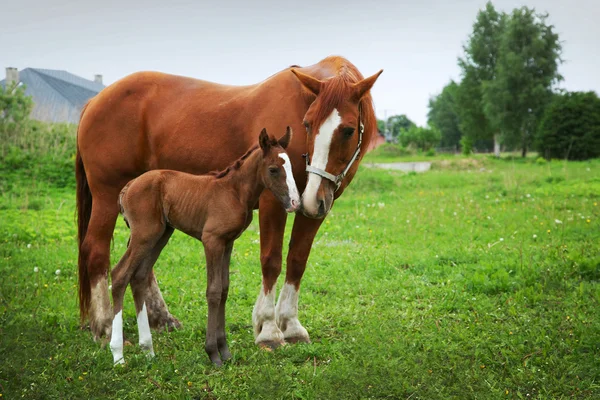 Mooi paard — Stockfoto