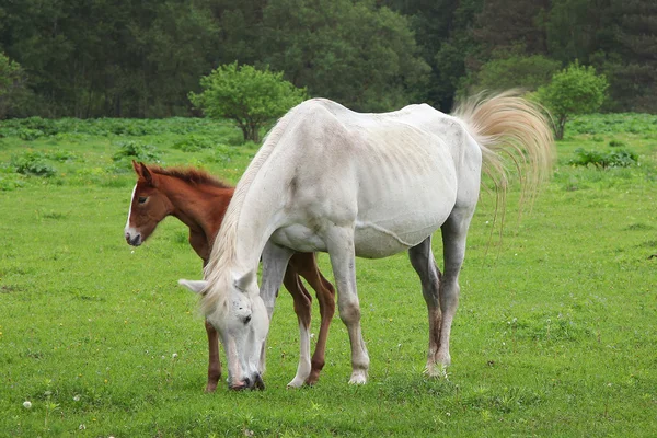 Hermosos caballos —  Fotos de Stock