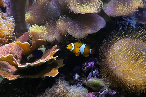 Vida del acuario — Foto de Stock