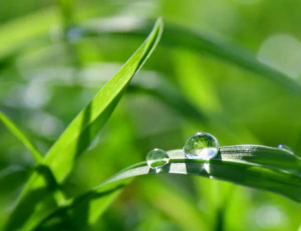 Drop — Stock Photo, Image