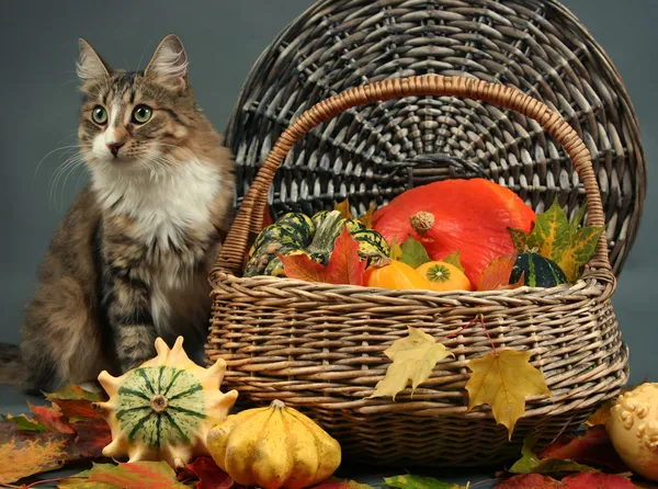 Autumn cat — Stock Photo, Image