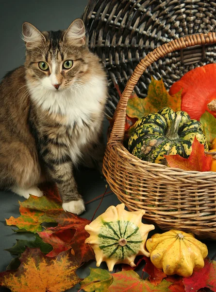 Mascotas y calabazas — Foto de Stock