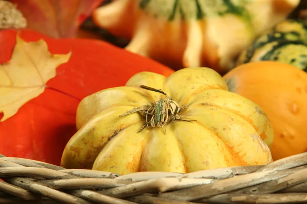 Calabaza amarilla —  Fotos de Stock