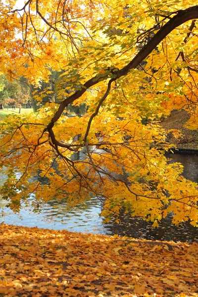 Arbre jaune — Photo