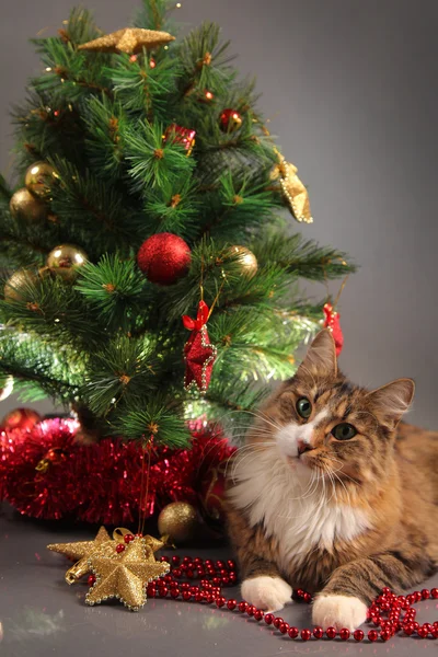 Gatito y árbol —  Fotos de Stock