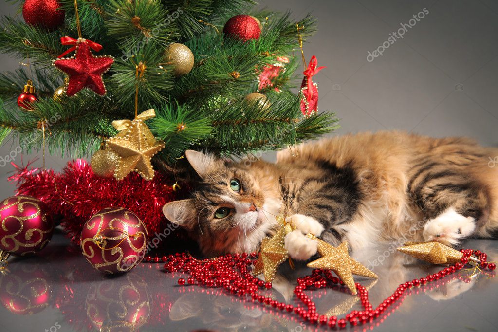kitty in christmas tree