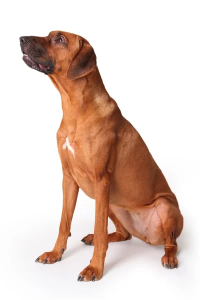 Domestic dog — Stock Photo, Image
