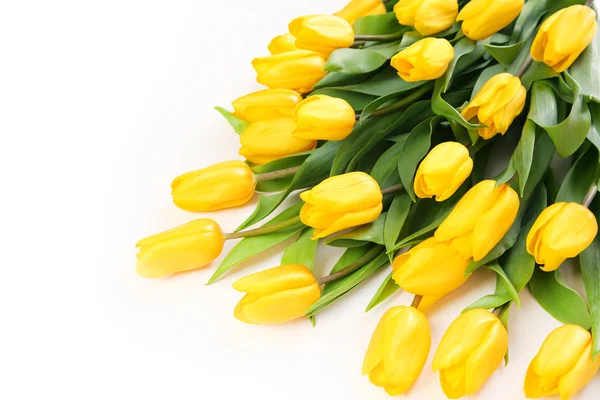 Bright tulips — Stock Photo, Image