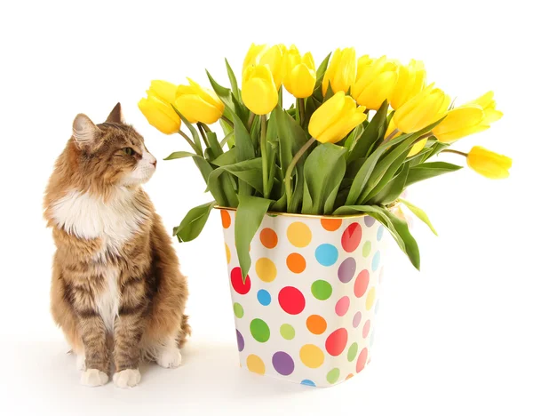 Tulipas e gato — Fotografia de Stock