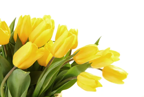 Tulips on white — Stock Photo, Image
