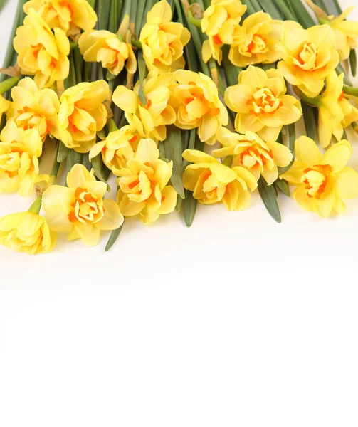 Daffodil on white — Stock Photo, Image