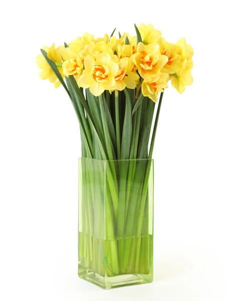 Isolated narcissus — Stock Photo, Image