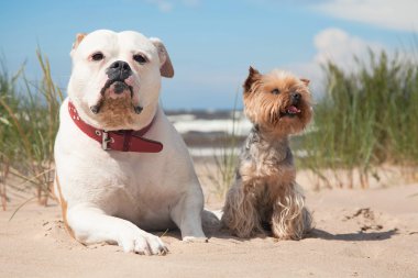 Bulldog ve yorkshire korkunç