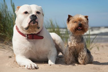 köpek sahilde