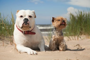 Yorkie ve bulldog