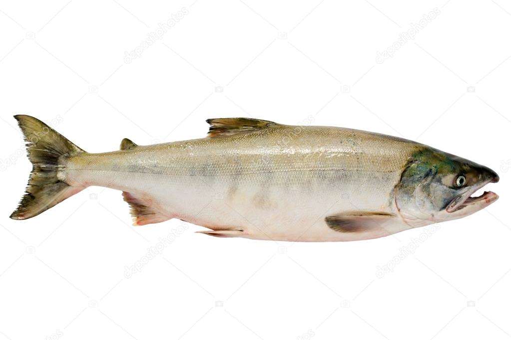 chum salmon