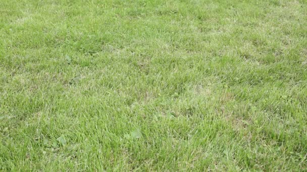 Soccer ball rolls over and jumps — Stock Footage Soccer ball rolls over and jumps Stock Footage