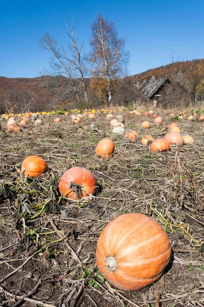 Pumpkin field with huge ripe pumpkins