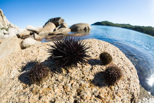 Erizos de mar vivos yacen en una roca — Foto de Stock