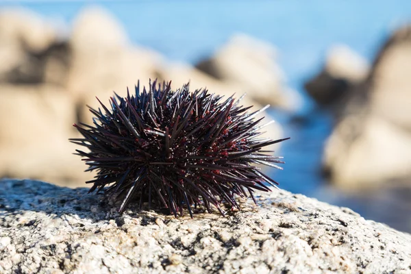 Live sea urchin lie on a rock — Stock Photo, Image