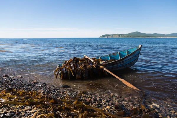 Boot met zeewier kelp staat in de buurt van de kust. — Stockfoto