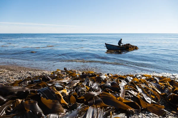 Harvesting of seaweed kelp from a boat — Stock Photo, Image