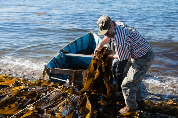 Pracovníky uvolnit mořské řasy kelp z lodi na břeh. — Stock fotografie