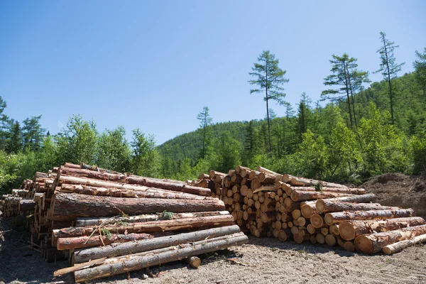 Stacks of logs at a forest logging site — Stock Photo, Image