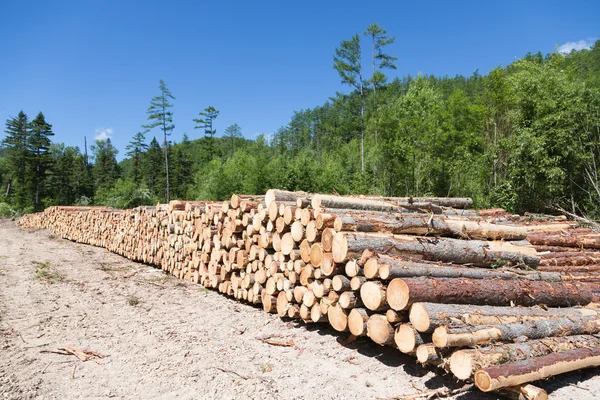 Stacks of logs at a forest logging site — Stock Photo, Image