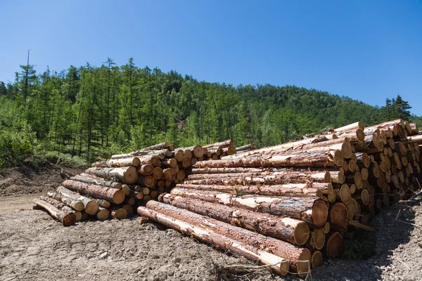 Stacks of logs at a forest logging site — Stock Photo, Image