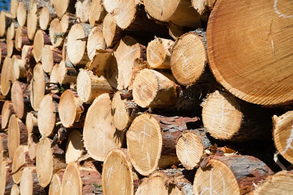 Freshly chopped tree logs — Stock Photo, Image