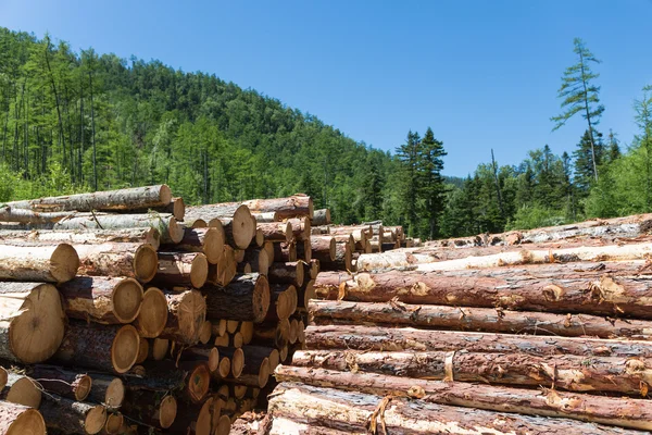 Stacks of logs at a forest logging site — Stock Photo, Image