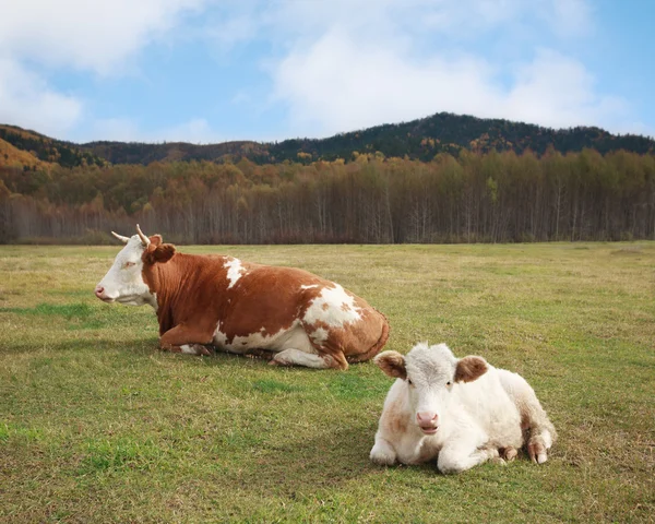 Cow and the young bull lying in a meadow — Stock Photo, Image