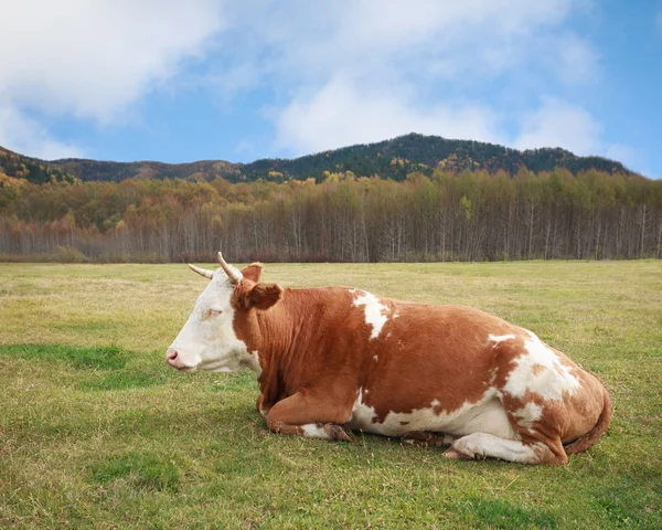 Cow lying in a meadow in the fall. — Stock Photo, Image