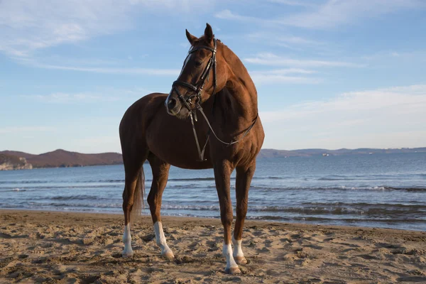 Beautiful horse on the coast. — Stock Photo, Image